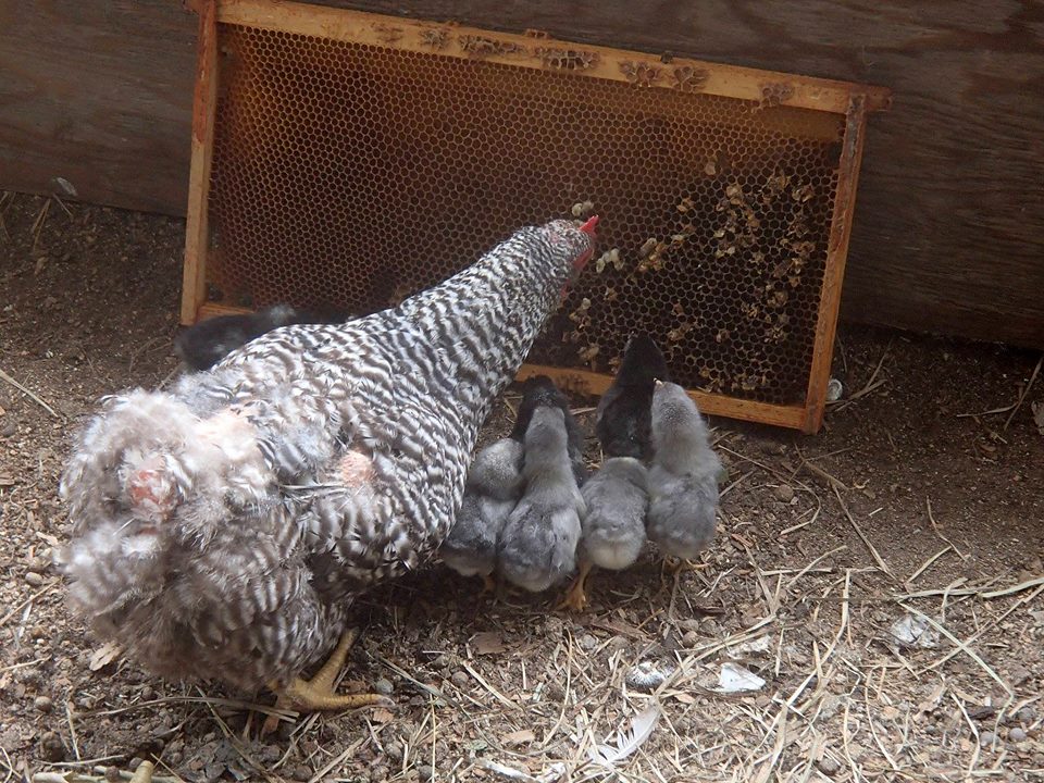 Mama chickens can make excellent junior beeks! This molting mama is giving her little ones a drone-eating lesson. Photo by Miller Compound HoneyBees and Agriculture, check them out on Facebook!