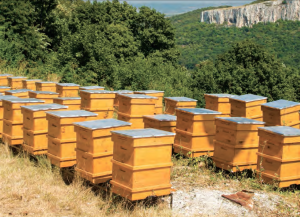 Well-tended Langstroth-style beehives await the beekeeper’s next visit. Ahileos/Fotolia.com