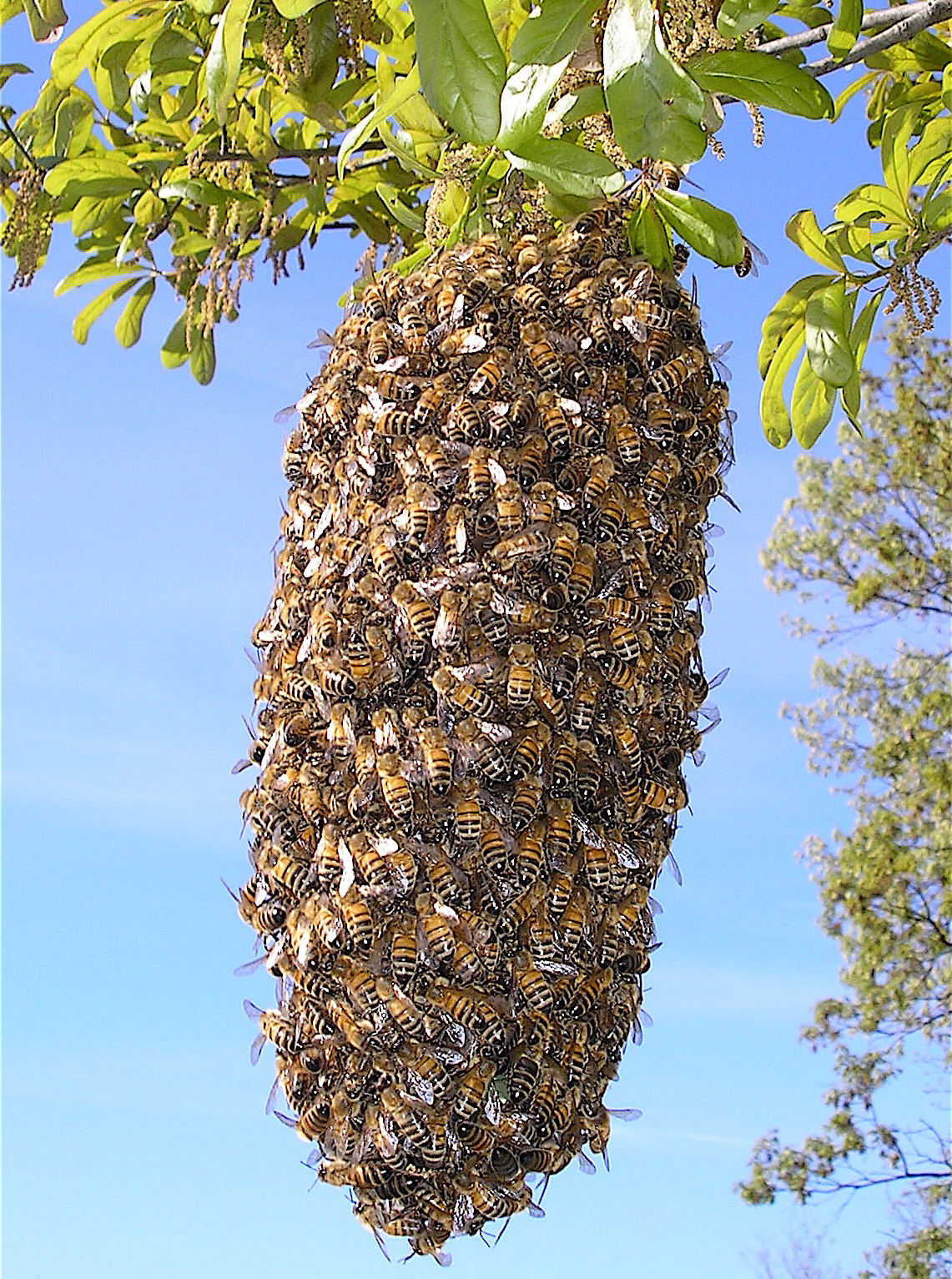 catching-swarms-video-tutorial-keeping-backyard-bees
