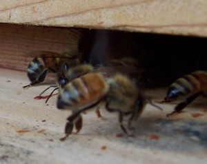 Honey fanners: Their tails are pointed down.