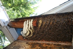 Bees from a cutout twenty feet above ground, making comb any which way they want