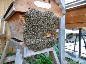 A big, bold, bee-beard. Nothing to be worried about!