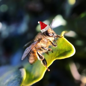 WHAT TO DO WITH THAT HOLIDAY BEEKEEPING KIT