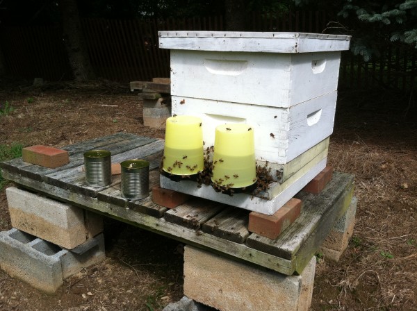 Feeding bees sugar water in the fall; notice I set my hives on pallets and blocks 