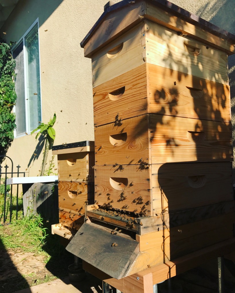 WHY START WITH MORE THAN ONE HIVE