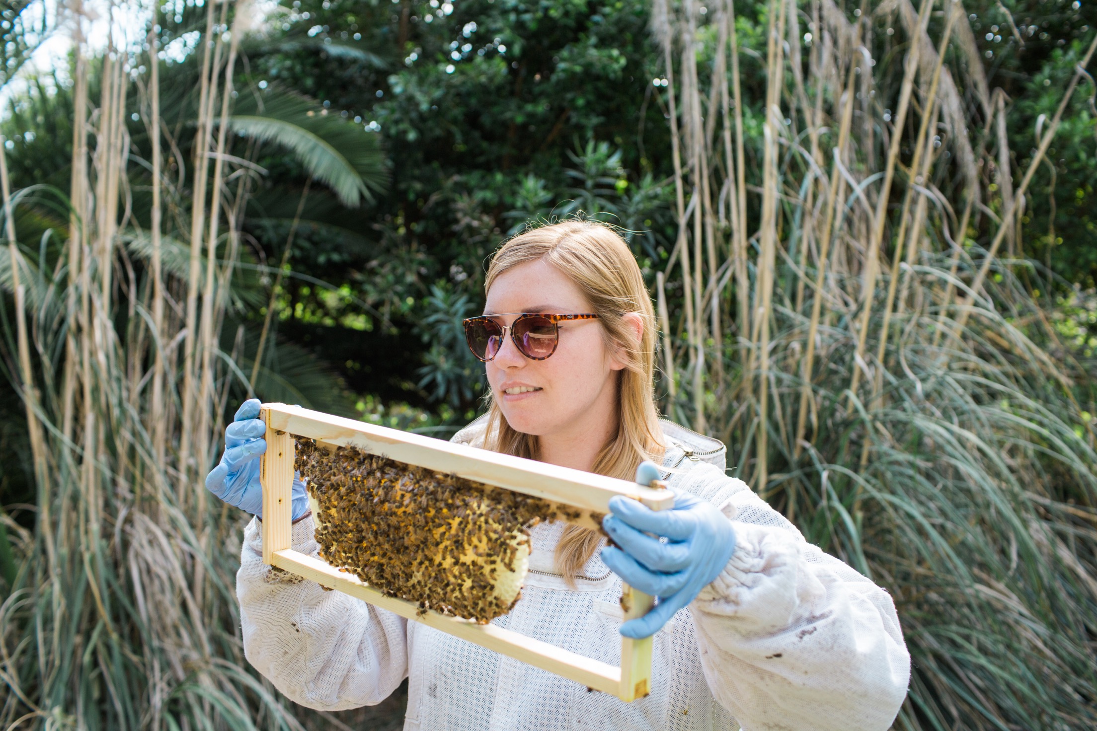 beekeeping