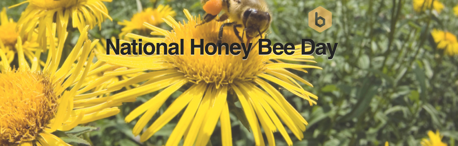 National Honey Bee Day is August 19th, 2017