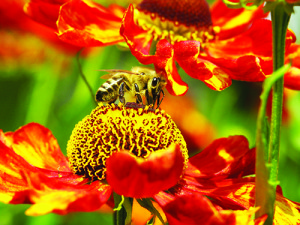 This worker bee uses the odor sensors in her antennae to locate pollen and nectar. istockphoto.com/Willi Schmitz