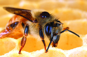 A deadly parasite, the varroa mite attaches itself between the wings of a honey bee. Courtesy Agricultural Research Service/Scott Bauer