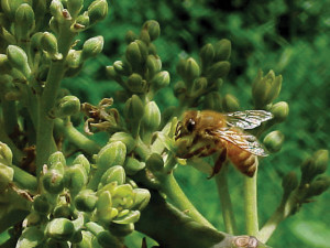 Italian honeybee pollinates avocado blossom.