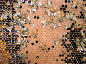 Russian honeybees are more mite-resistant.