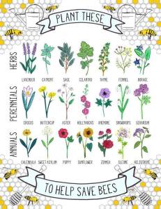 plant things like lavender, catmint, sage, cilantro, poppies, zinnias