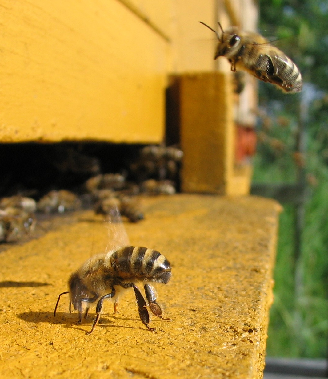 Spring Management Keeping Backyard Bees