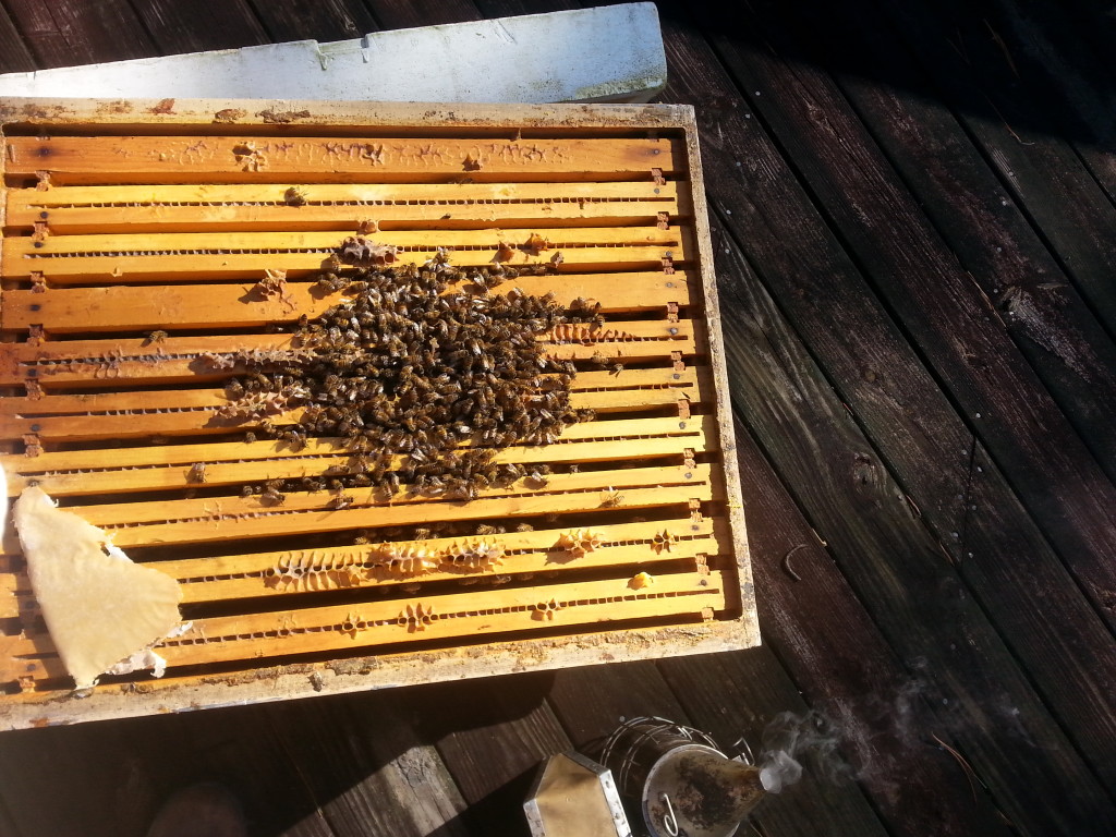 Bee Pic 7 Keeping Backyard Bees