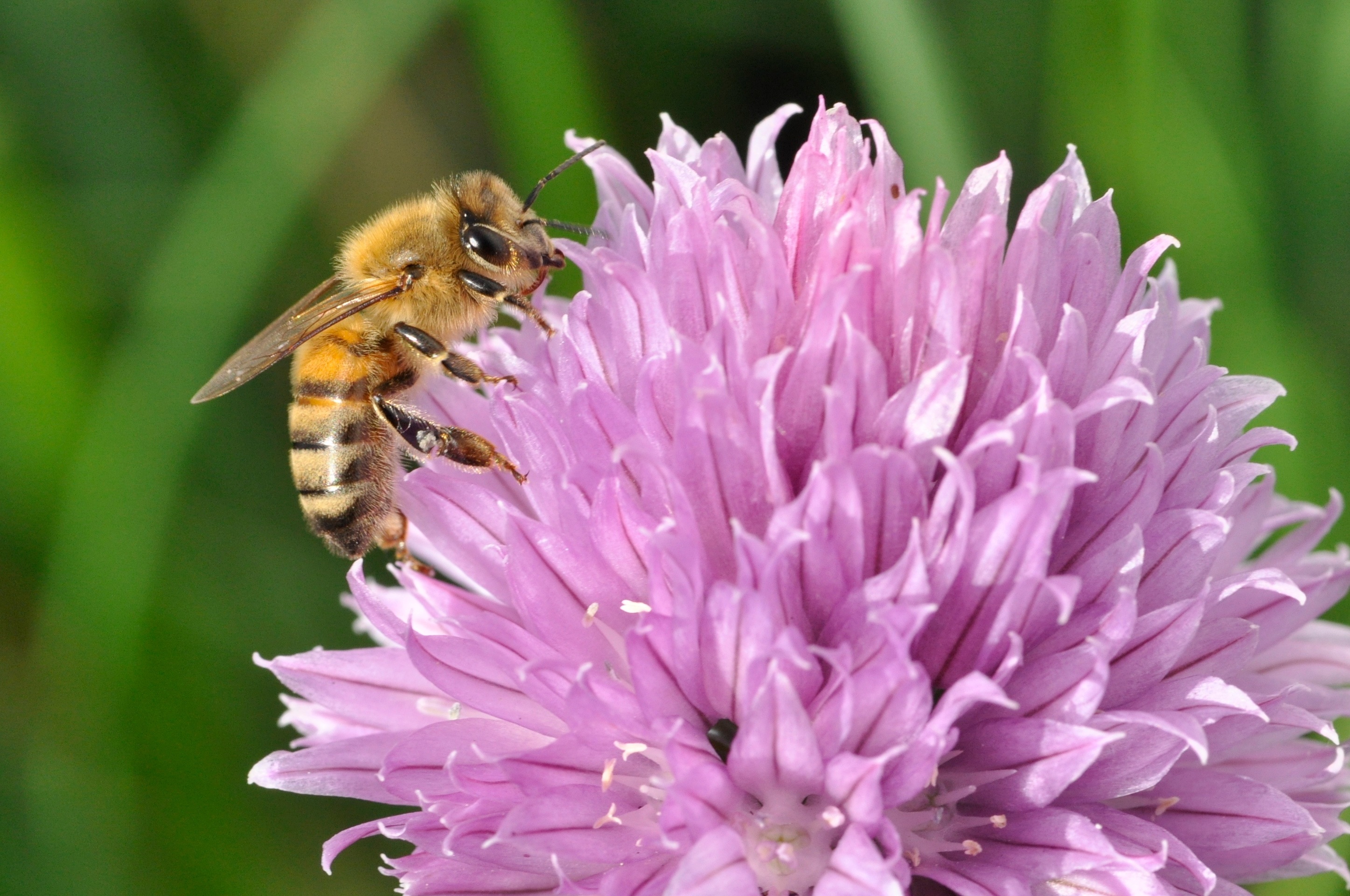 ãhoneybeeãã®ç»åæ¤ç´¢çµæ