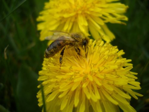 bee-garden
