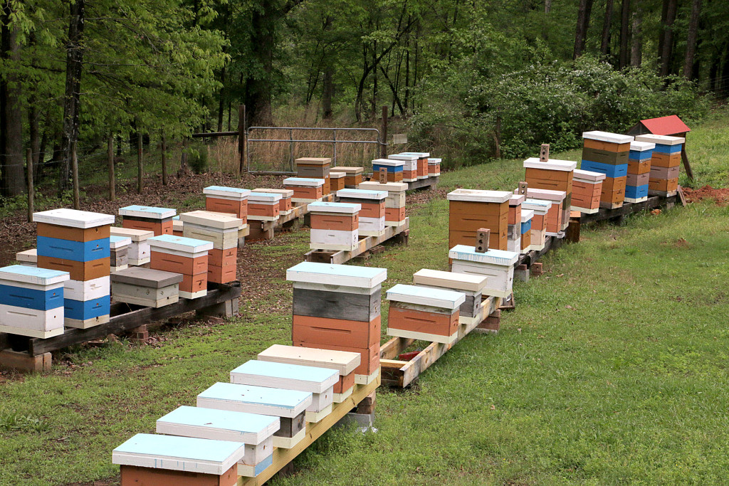 Apiary keeping backyard bees