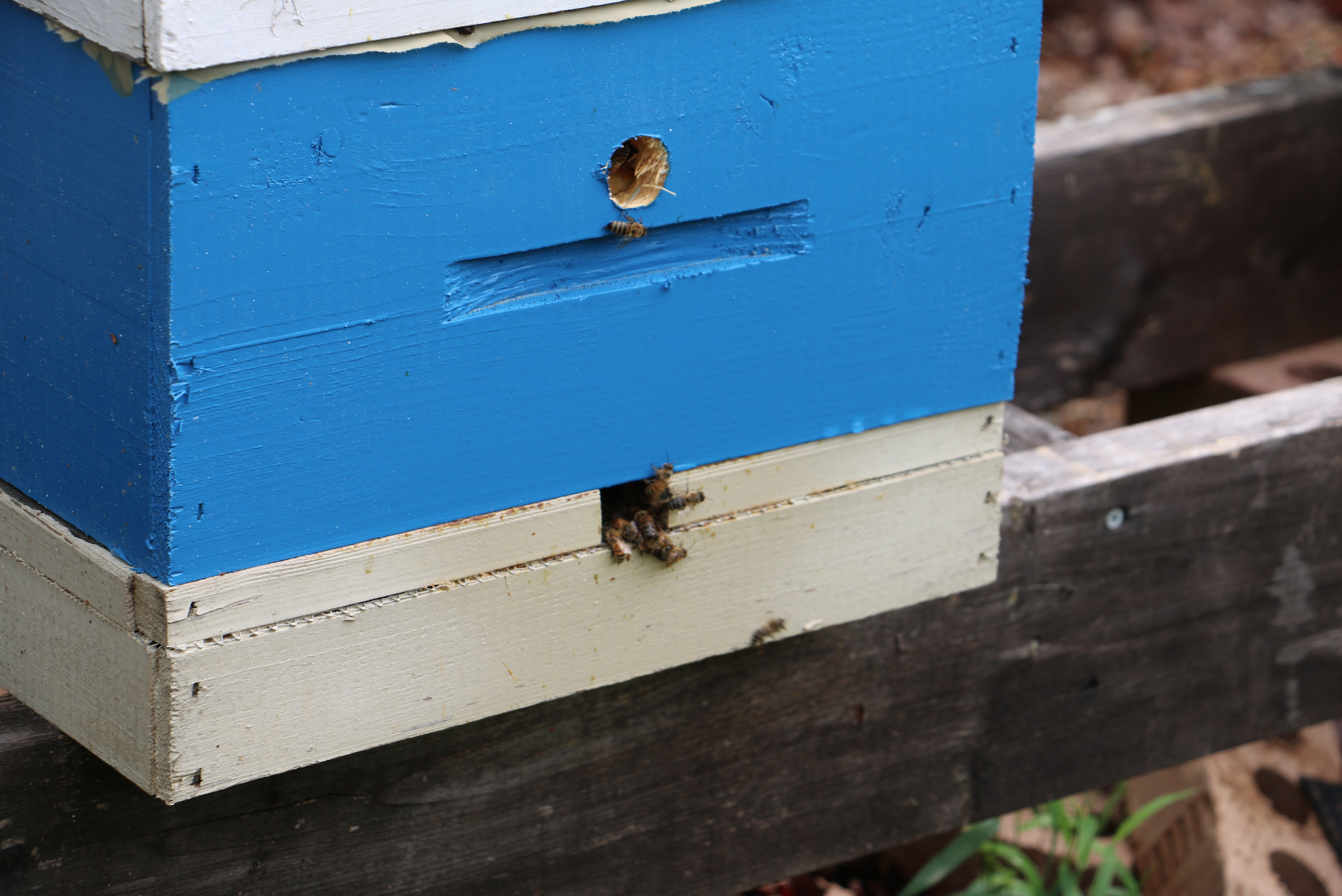 31 Top Images Top Bar Hive Entrance Hole Size / Top Bar Hive Feeder Shelf - Bee Feeding, Health - Heather ...