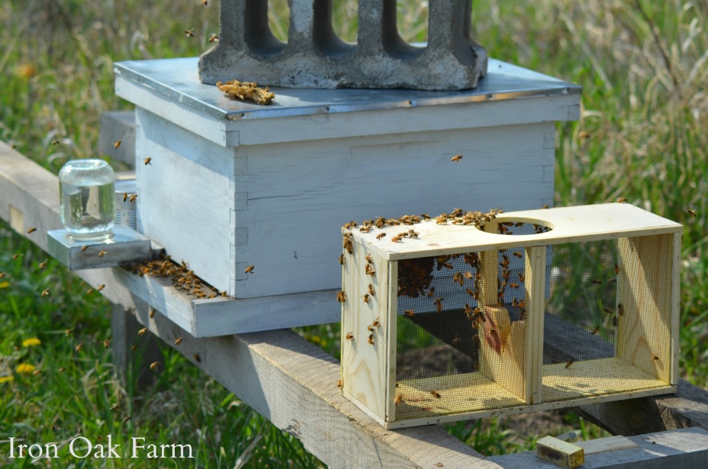 Wmdsc 03282 Keeping Backyard Bees