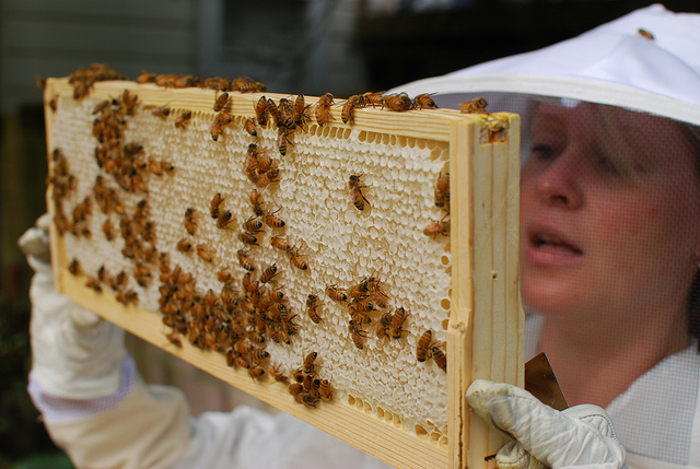 9 Tips for an Easier Honey Harvest Keeping Backyard Bees
