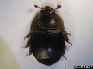 Small_hive_beetle