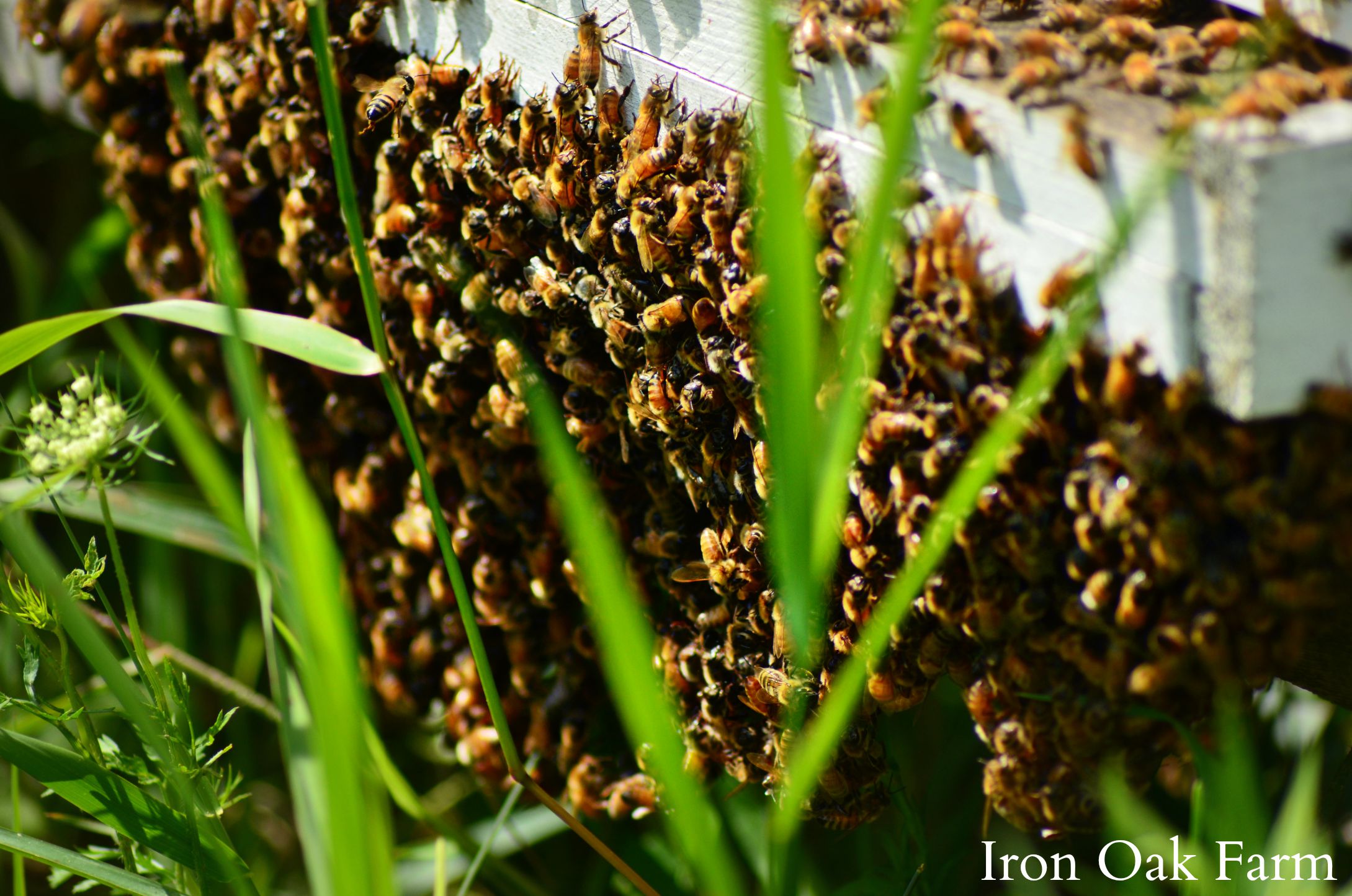 Bees And Bearding Keeping Backyard Bees