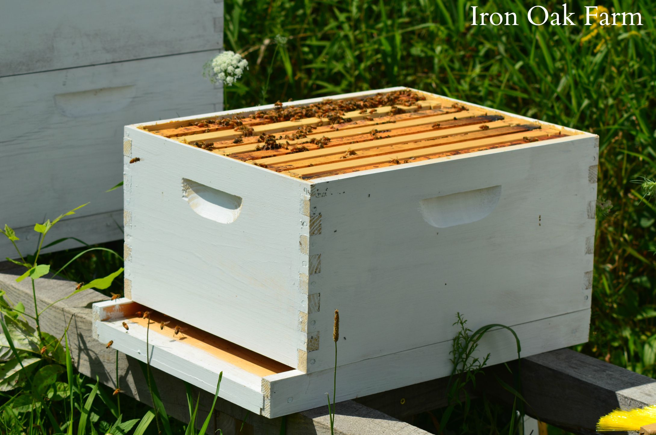 Wmdsc 0130 Keeping Backyard Bees