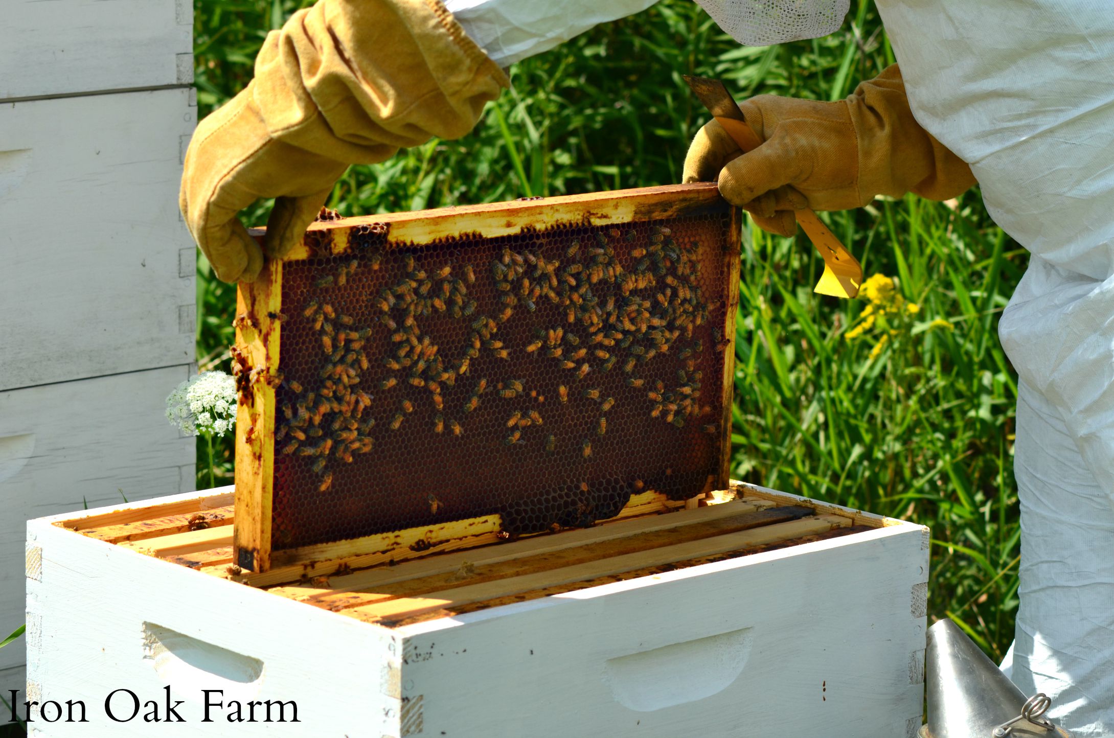 Bees And Bearding Keeping Backyard Bees