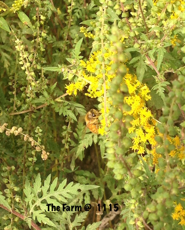 Honeybee & Goldenrod