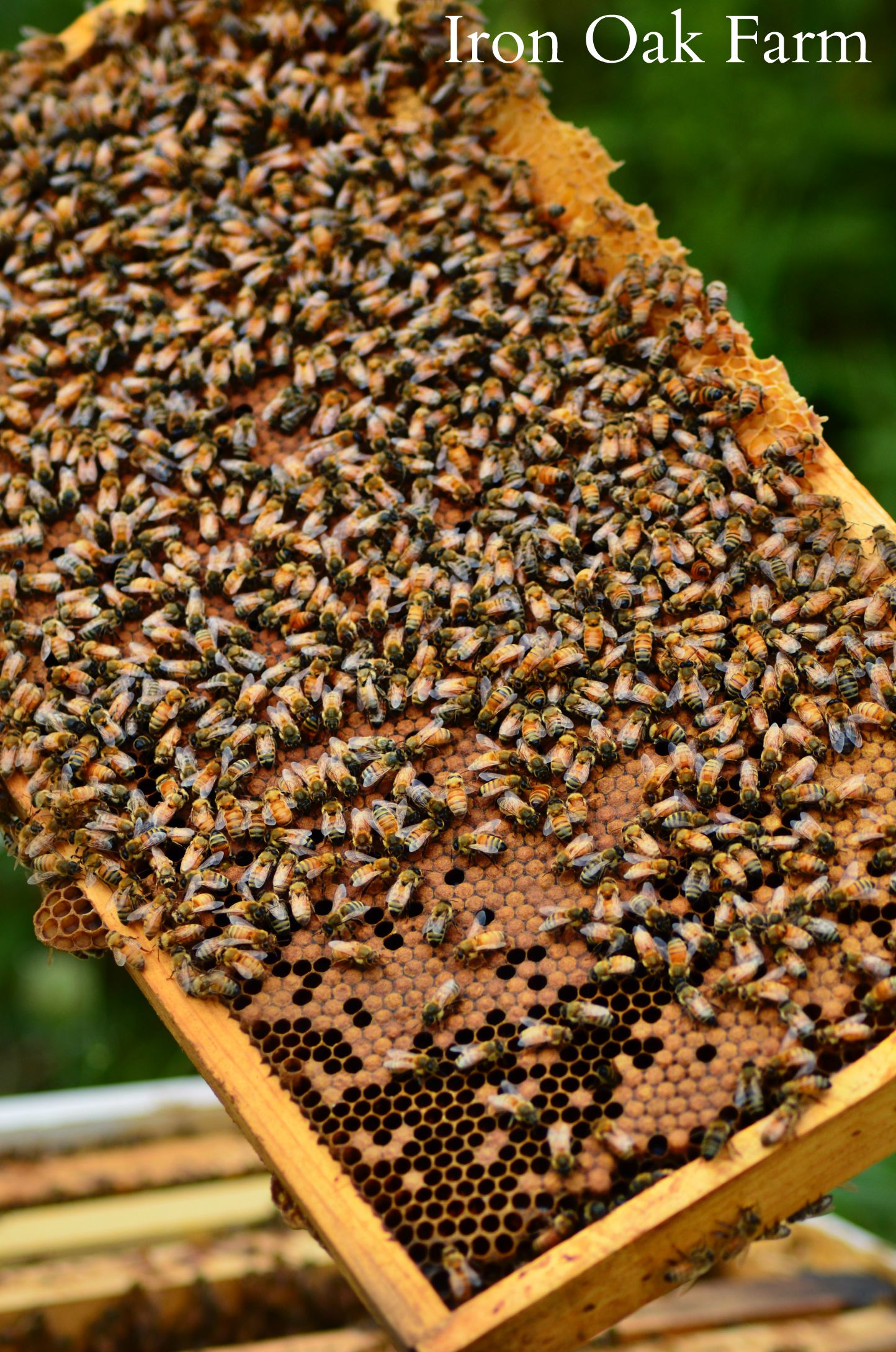 Split Hive Success Keeping Backyard Bees