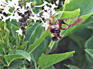 hawk moth