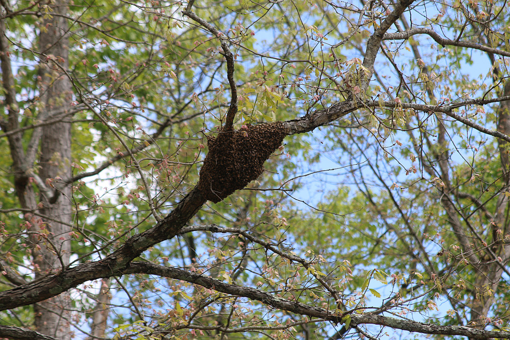 Swarm in tree