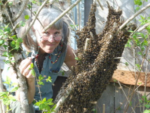 First swarm collected from my own backyard. Such a thrill!