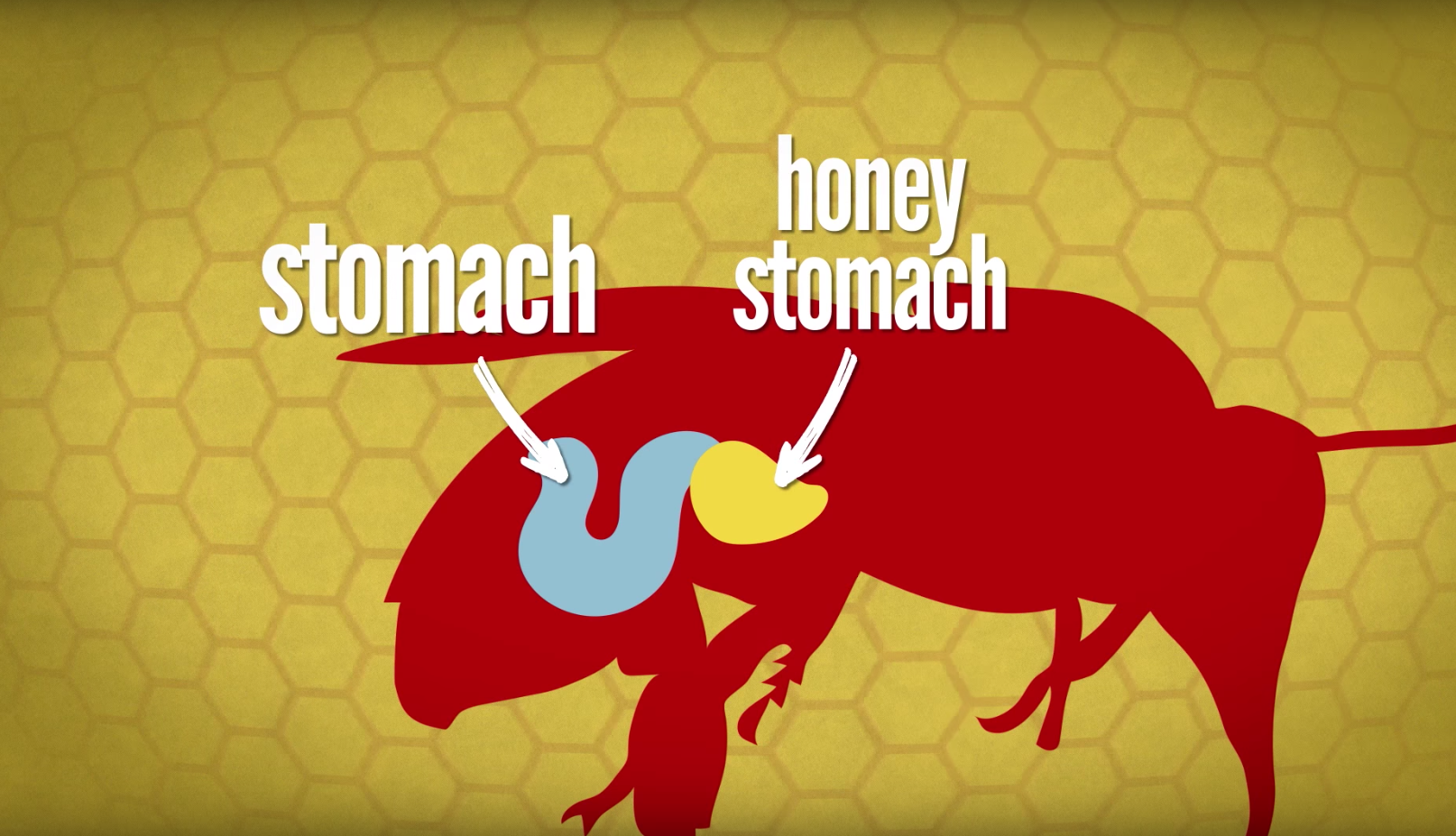 How Do Bees Make Honey? Keeping Backyard Bees