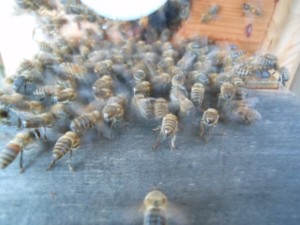 Nasonov fanners: Tails pointed up/out, and tiny white gland evident at their tail end.