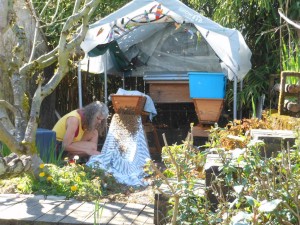 Watching my bees enter their new hive. Oooh! There's the queen!