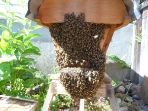 These bearding girls swarmed later in the week.