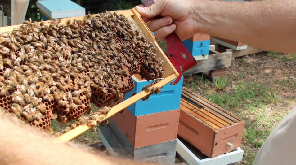 Hive Inspections During Dearth Video Tutorial Keeping Backyard Bees