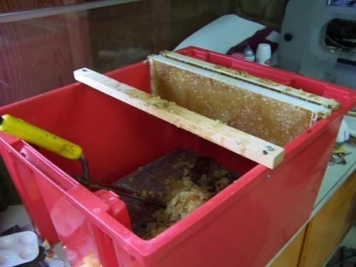 A frame with the wax removed sitting in the capping tub