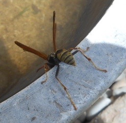 A thirsty umbrella wasp at the water bowl
