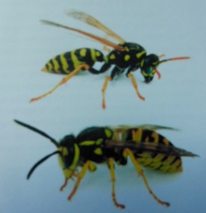 The creature on bottom is a yellow jacket. The one on top is a gentle umbrella wasp who has the great misfortune to look a lot like a yellow jacket