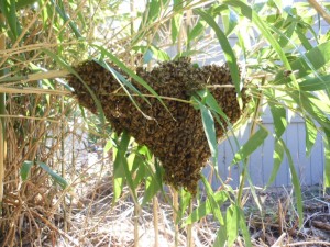 My GloryBee Hive swarmed to the neighbor's bamboo 