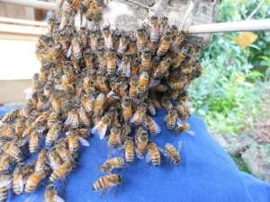 Anahat Hive entering their new woven home.