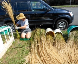 Finally, I find some local grass that really works for weaving. Gotta clean it all first, by pulling it through a metal rake.