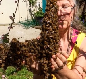 Note my "bee gear"---swarms are usually so gently, you could easily collect them stark naked, but the police might object