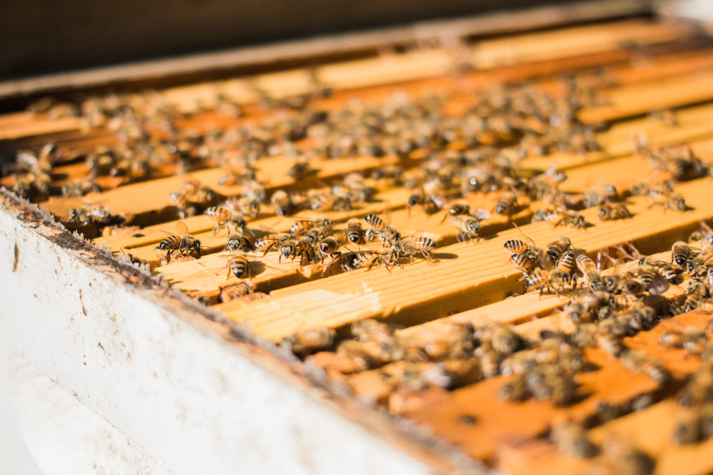 How Much Space Does a Beehive Need?