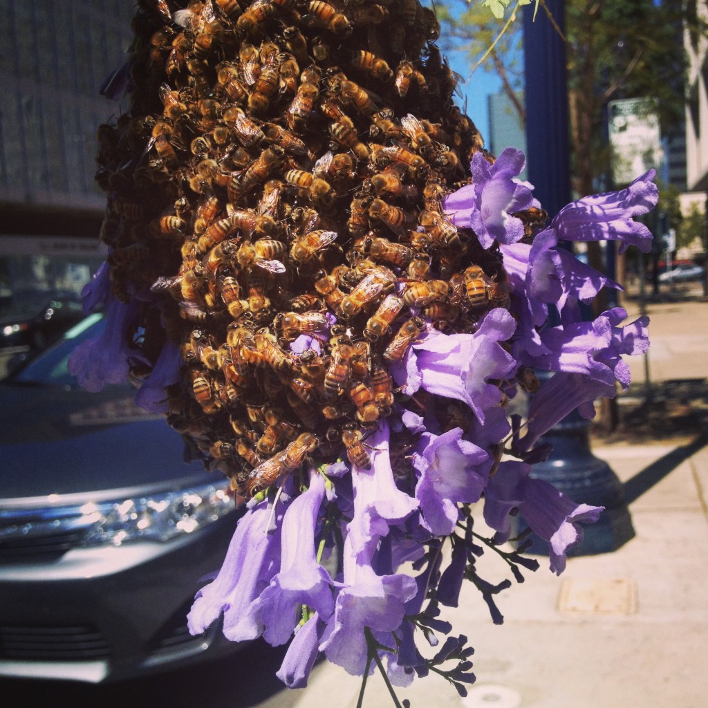 WHAT TO DO WITH THAT HOLIDAY BEEKEEPING KIT