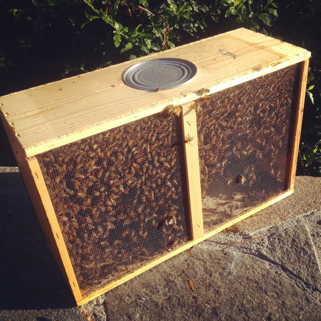 WHAT TO DO WITH THAT HOLIDAY BEEKEEPING KIT