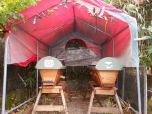 One of the ways I care for my bees in our wet northwest climate is to be sure all my hives are under cover of some sort.