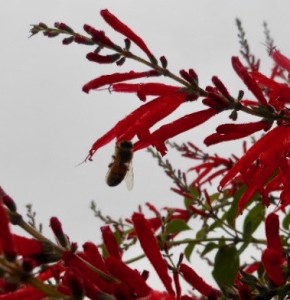 December forage: Pineapple sage.